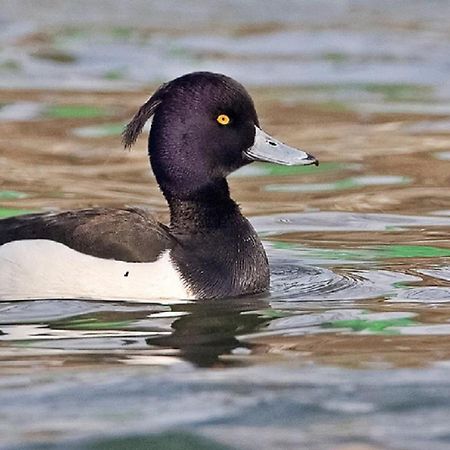Fewo Im Naturschutzgebiet Hiddenhausen Εξωτερικό φωτογραφία