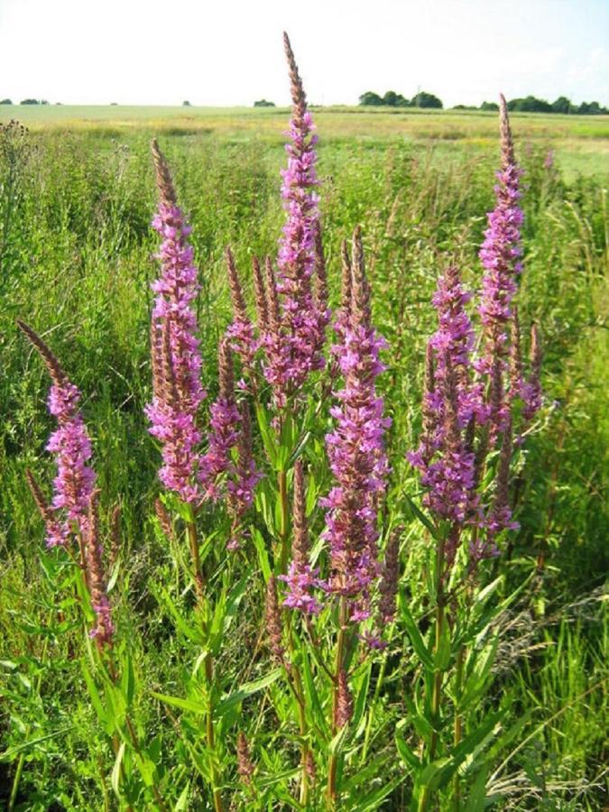 Fewo Im Naturschutzgebiet Hiddenhausen Εξωτερικό φωτογραφία