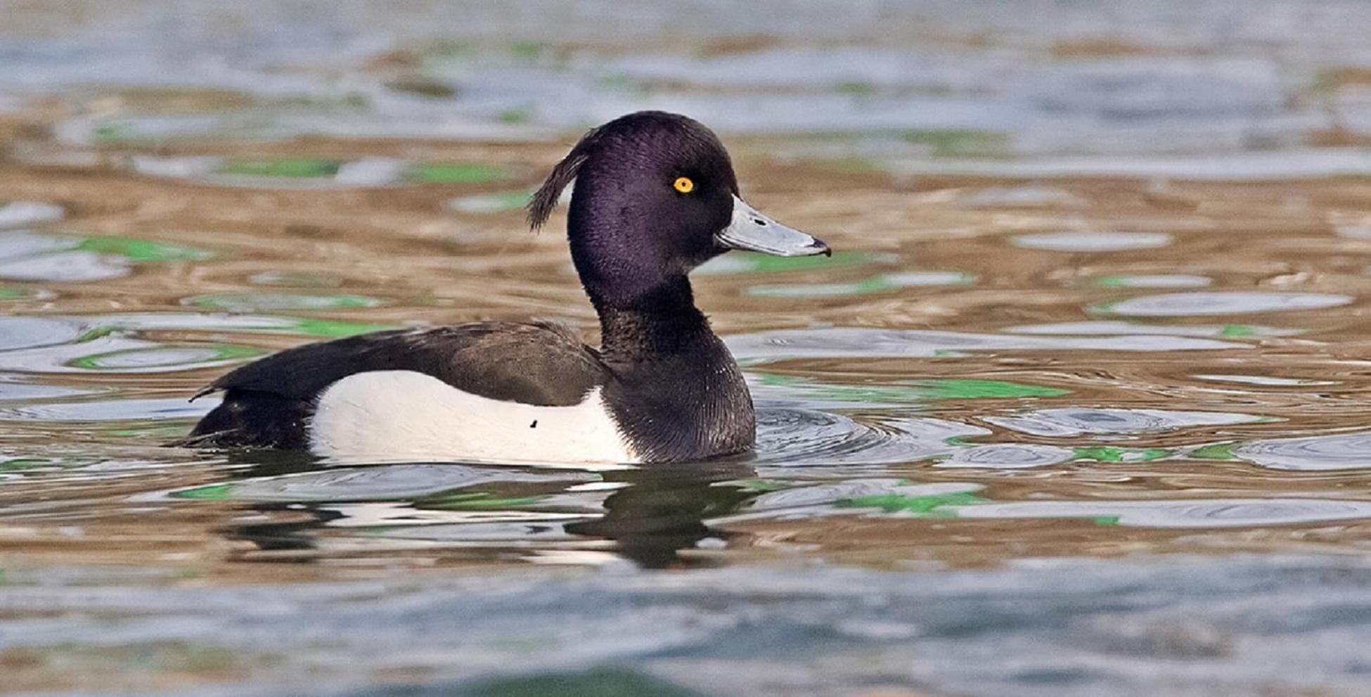 Fewo Im Naturschutzgebiet Hiddenhausen Εξωτερικό φωτογραφία